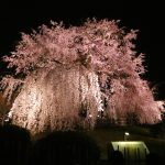 夜桜を見に行きました！