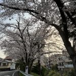 桜🌸彡