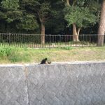 黒猫とその仲間に遭遇