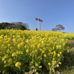 菜の花畑に行って来ました♪