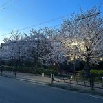 桜咲いてました