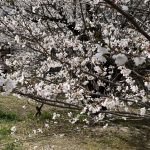 大学生になりました！