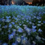 ネモフィラ❁