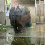 私はカバさんだった